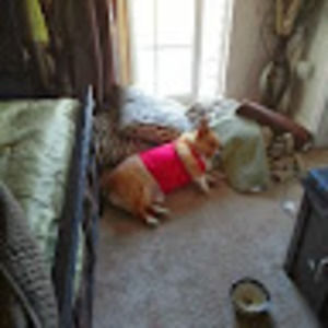 Meet your Posher, Rose